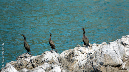 Cormorants sunbathing on the rocks on a deserted coast in the Mediterranean Turkey. Çeşme, Izmir