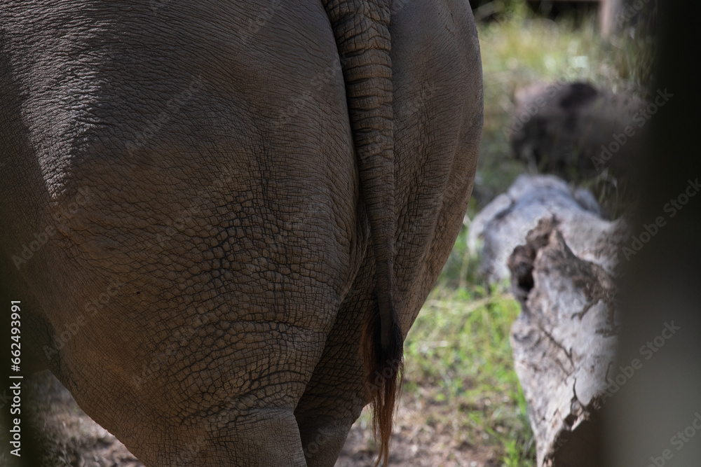 Fototapeta premium White Rhino Back Side or Rear End