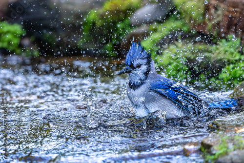 Blue Jay taking bath