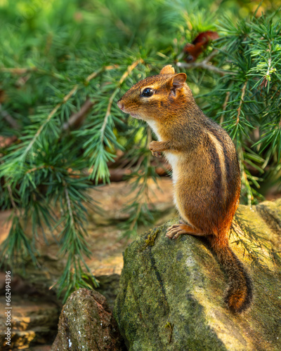 Chipmunk © Gordon