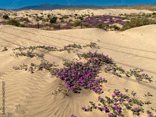Verbena carpeting the North Bermuda Dunes in Palm Desert - as seen from Avenue 38 photo