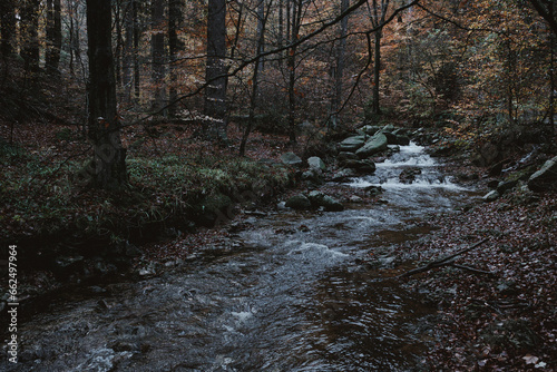 River in the mountain woods