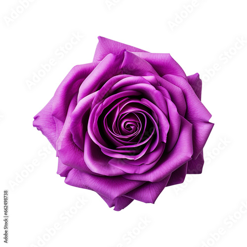 pink rose isolated on transparent background Remove png, Clipping Path