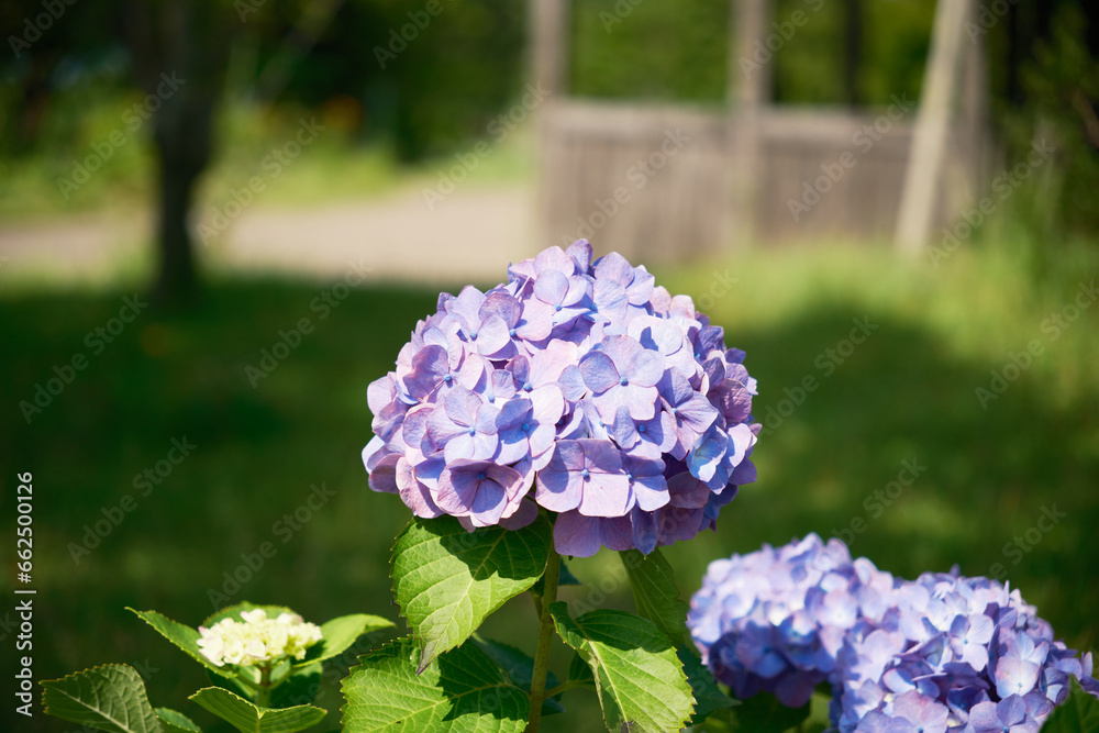 光を浴びる紫色の紫陽花