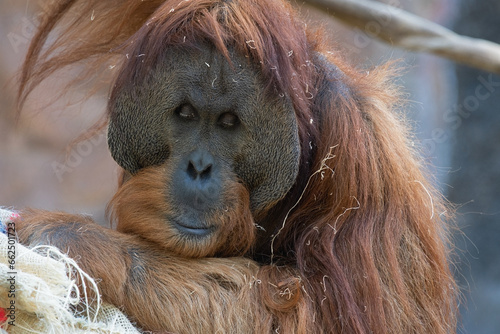 Sumatran Orangutan Sitting With Eyes Closed