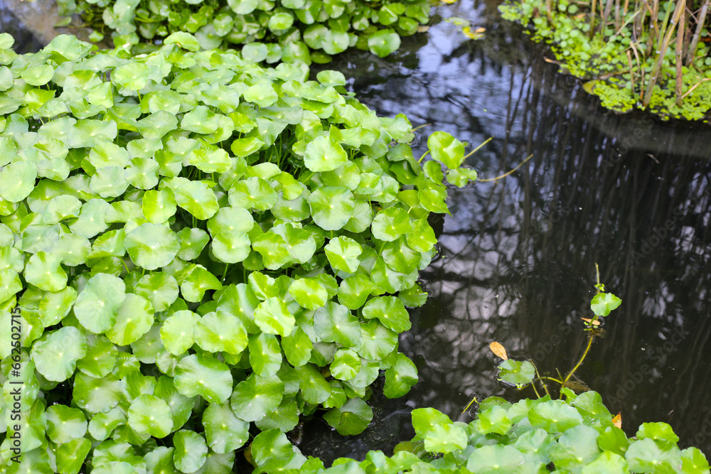 Gotu kola, Asiatic pennywort, Indian pennywort. Water plant in the pond Gotu kola, Asiatic pennywort, Indian pennywort. Water plant in the pond
