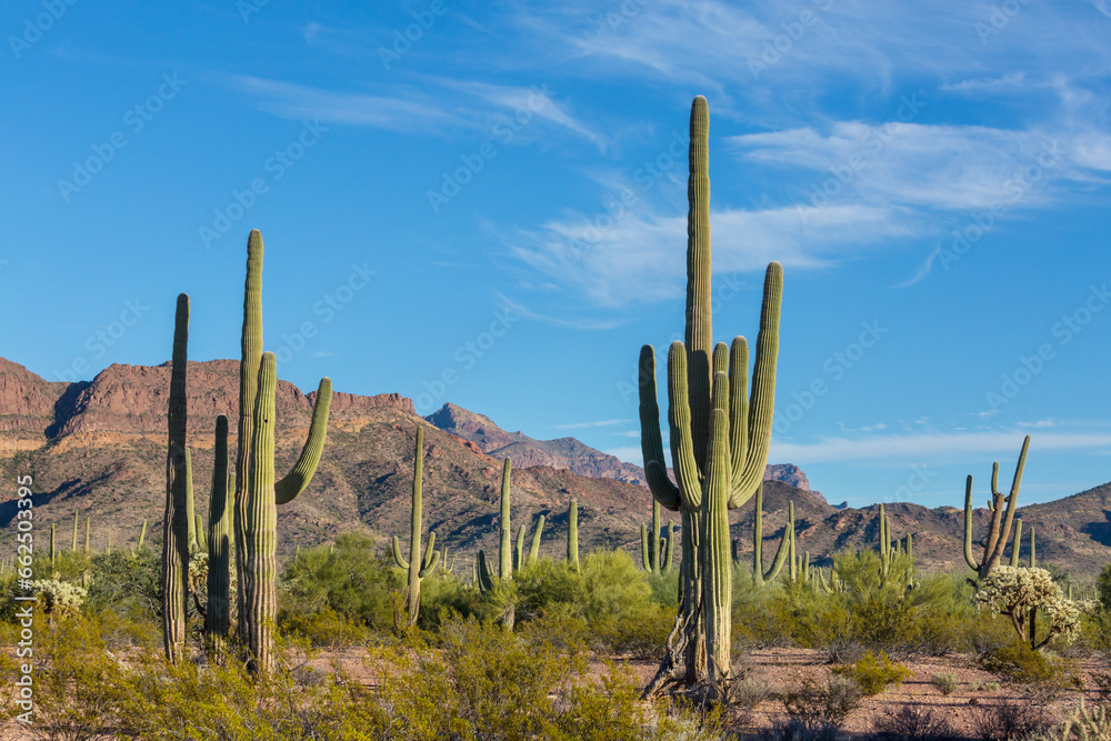 Saguaro