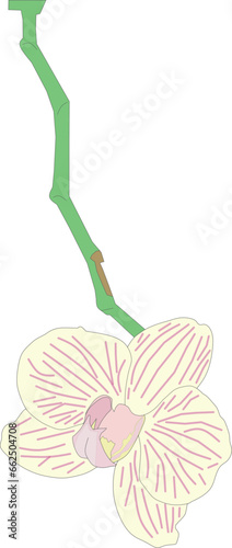 plant doritaenopsis vector
