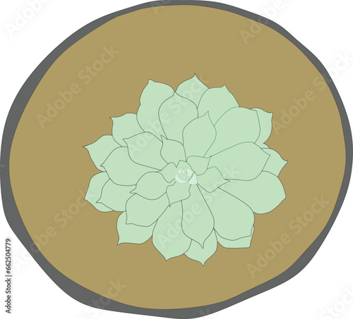 vector echeveria elegans plant in pot