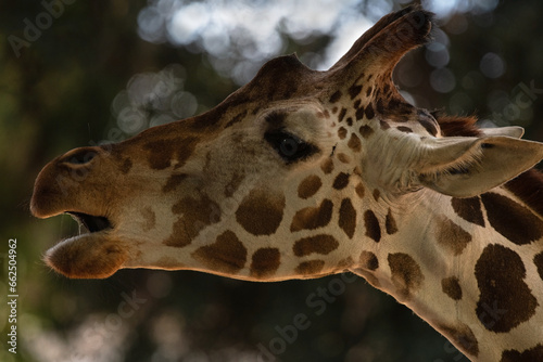 Reticulated Giraffe Reaching for Some Leaves to Feed On