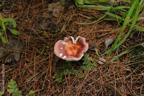 mushroom in the forest