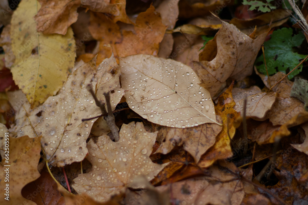 fallen autumn leaves