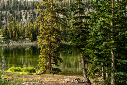 Surrounding Lake of Mirror Lake in Utah, Gorgeous Tree Reflexion