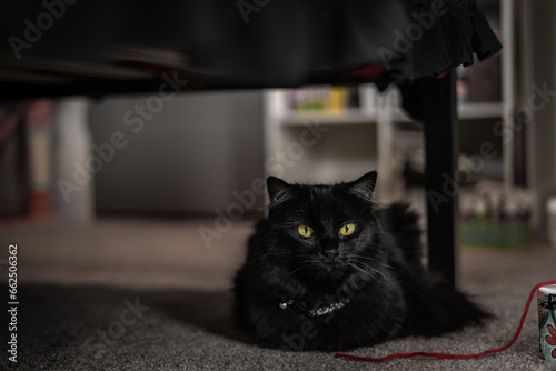 Fototapeta Naklejka Na Ścianę i Meble -  Fluffy Black Cat Chillin Inside Bedroom Carpet