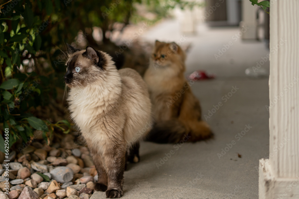 Obraz premium Cats Hiding Behind a Bush