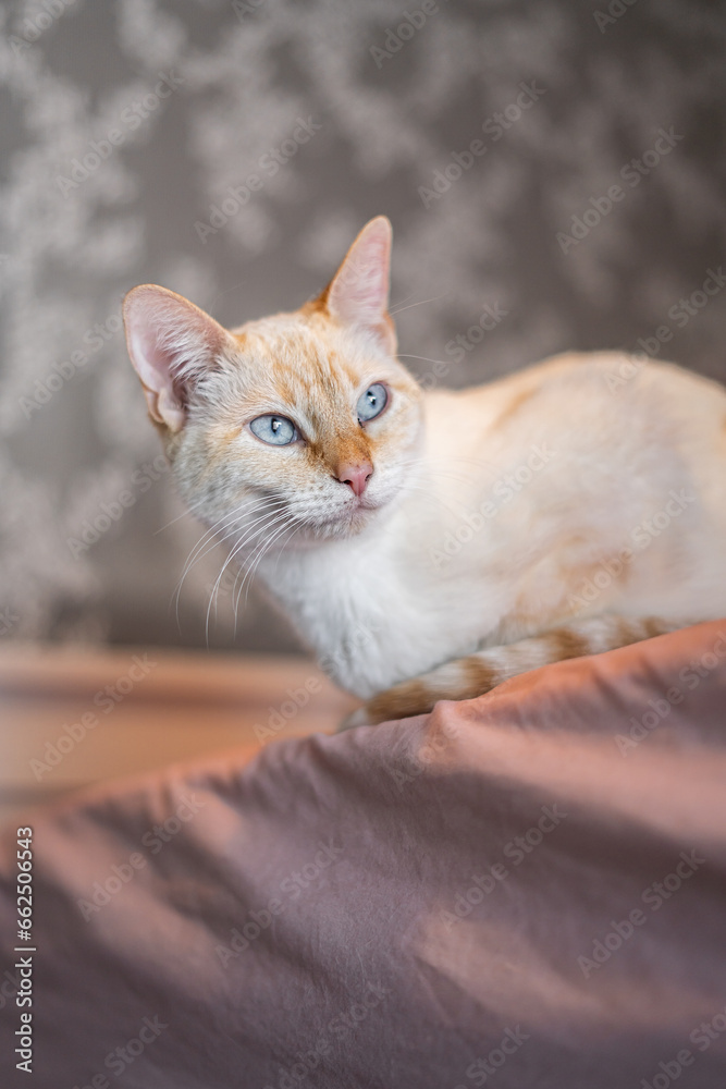 Weird Funny Looking White and Orange Cat Face Expressions Weird Funny Looking White and Orange Cat Face Expressions