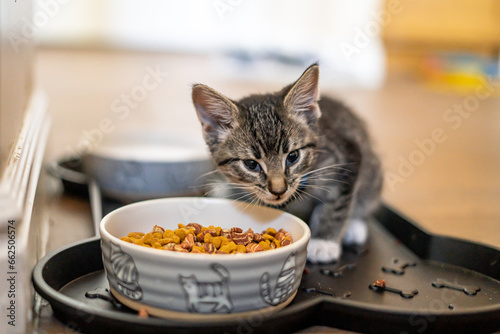 Little Teeny Kitten Eating Food photo