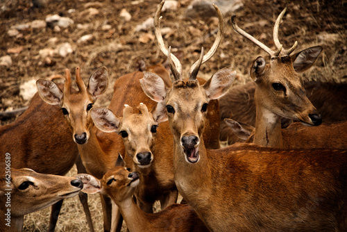 Eld's Deer or Rucervus eldii, in forests Thailand. photo