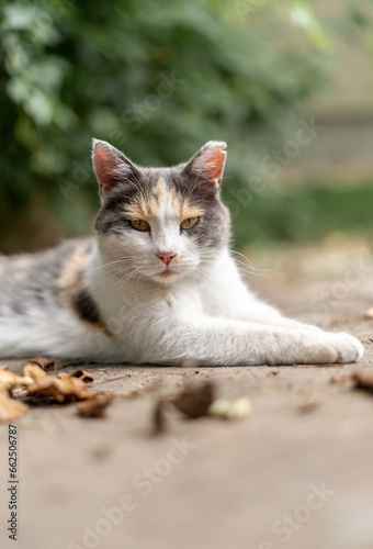 Matted Mangey Old Stray Calico Cat