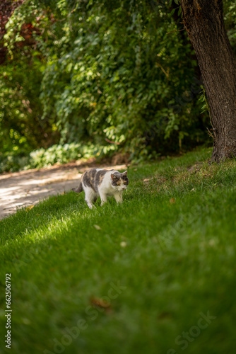Angry Grumpy Calico Cat Walking Through Grass