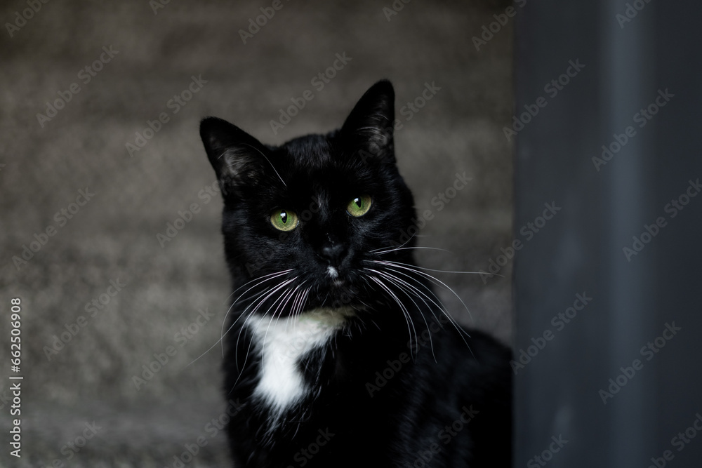 Cute Portrait Close Up Black and White Handsome Tuxedo Cat