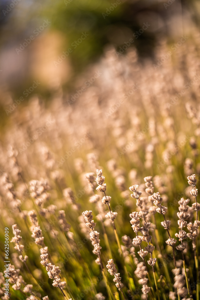 Obraz premium 1.8 Lens Close Up Flower Bush
