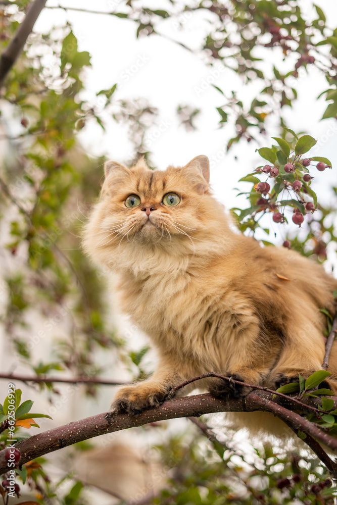 Alarmed Fluffy Cat in Tree