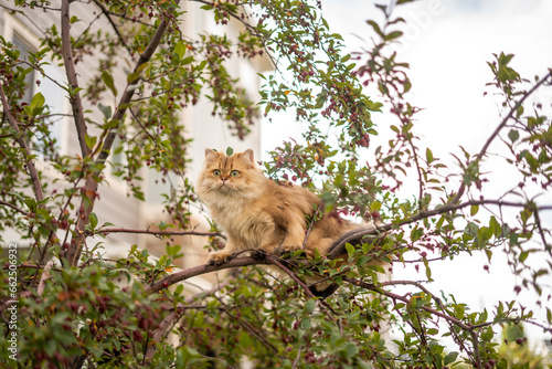 The Cutest Fluffy Exotic Cat Stuck in Tree With Berries Funny Face