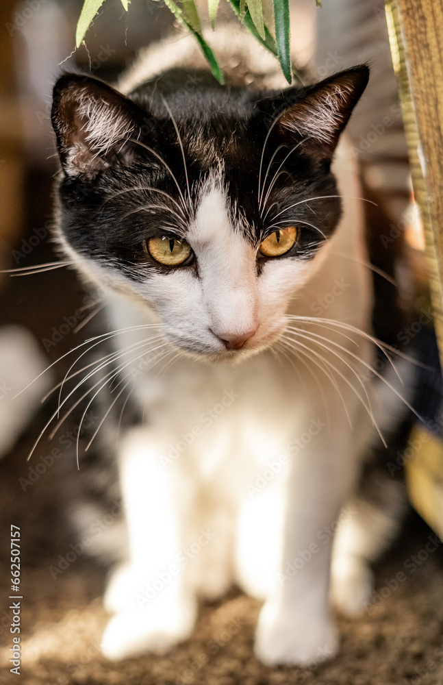 Big Yellow Eyes Portrait Black and White Cat Big Yellow Eyes Portrait Black and White Cat