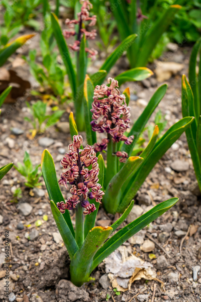 Fototapeta premium Pretty Pink Flowers