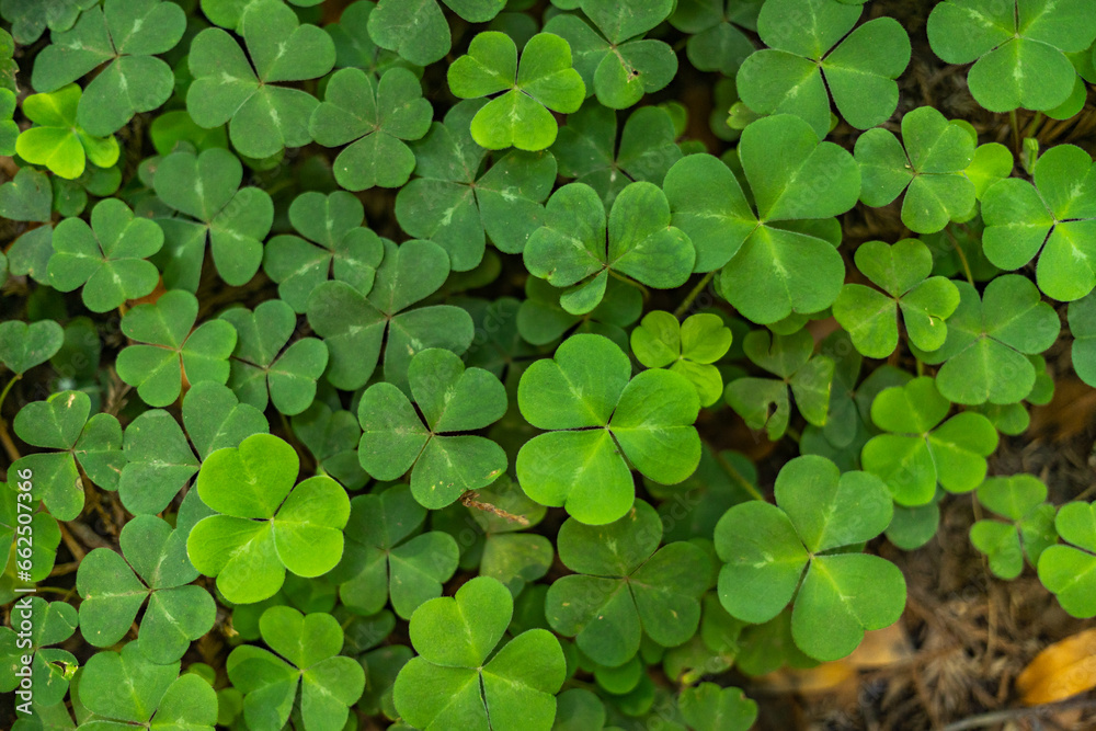 Vibrant Green Foliage California Plants Vibrant Green Foliage California Plants
