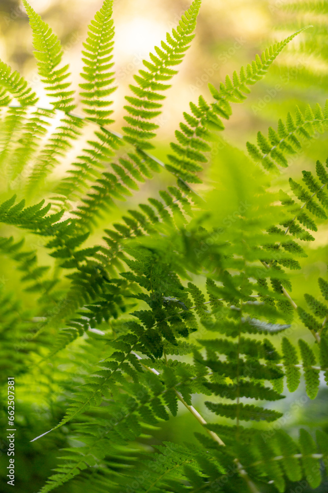 Vibrant Green Foliage California Plants