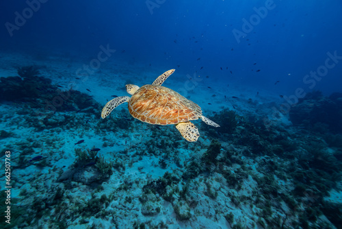 green sea turtle swimming in the blue ocean sea