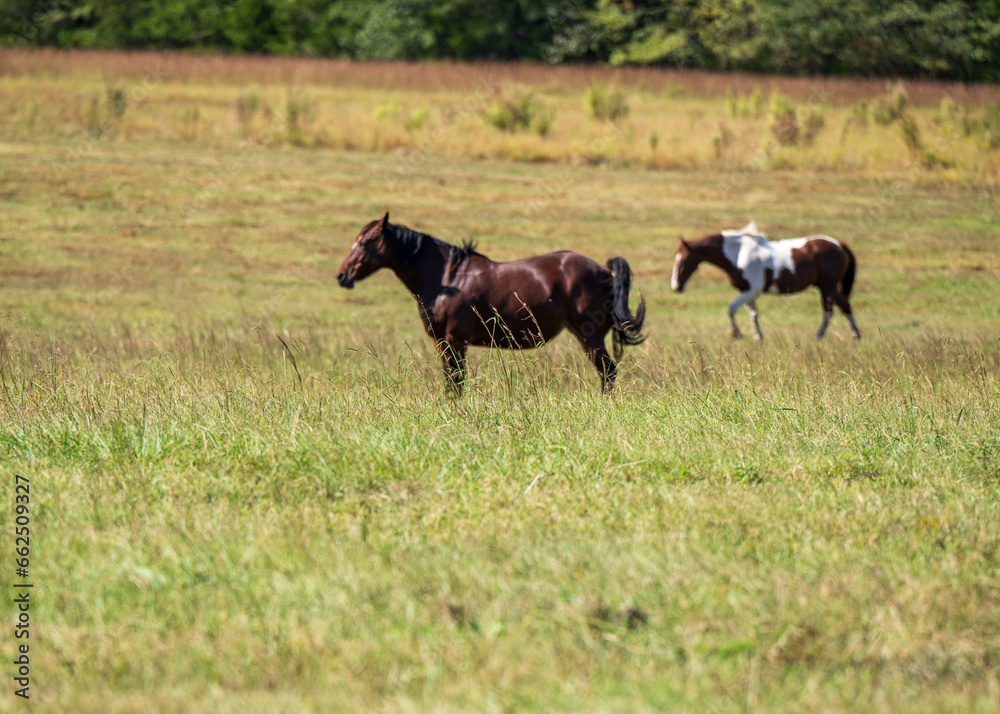 Fototapeta premium default
