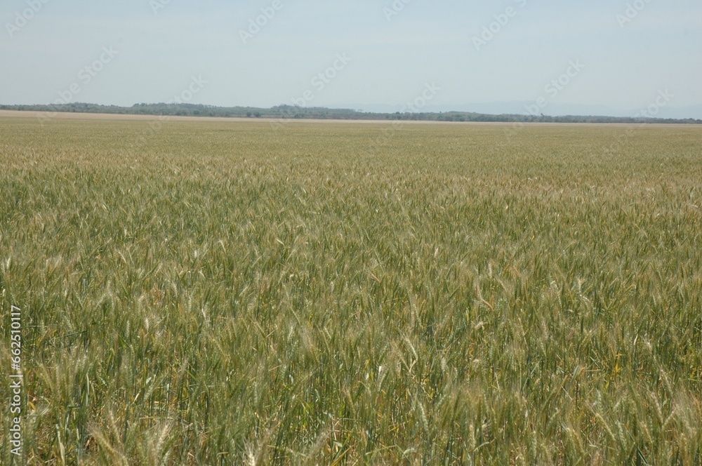 Golden wheat fields in Northern Argentina
