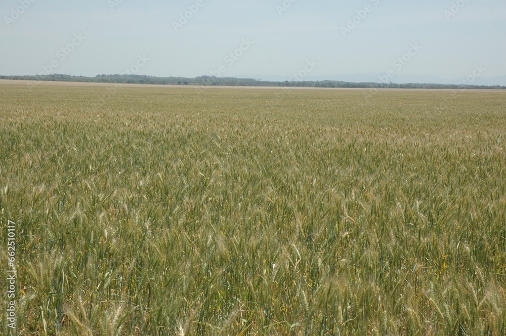 Golden wheat fields in Northern Argentina
Golden wheat fields in Northern Argentina
