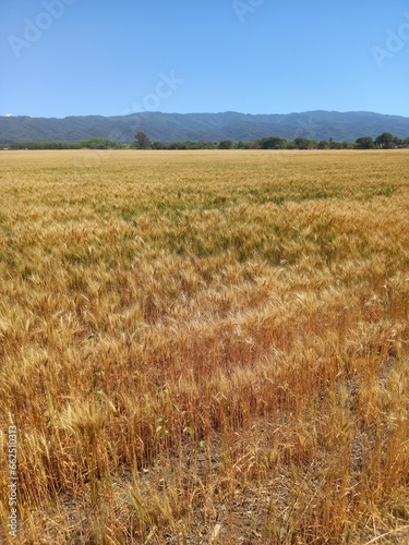Golden wheat fields in Northern Argentina 