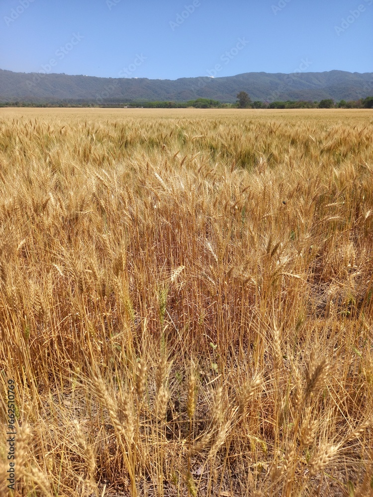 Fototapeta premium Golden wheat fields in Northern Argentina 