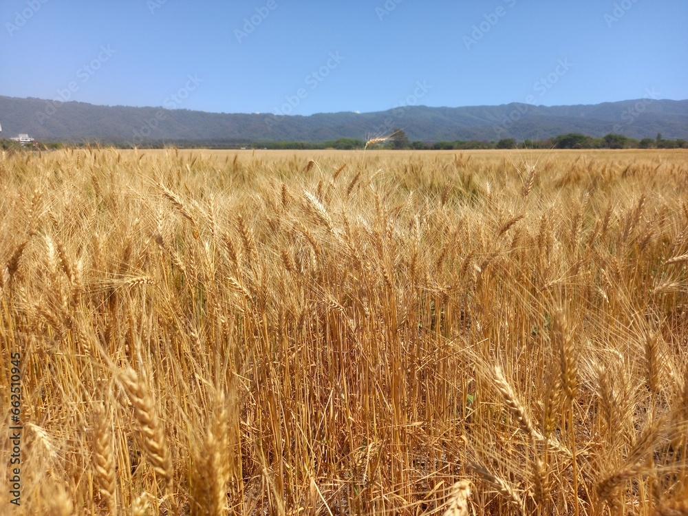 Golden wheat fields in Northern Argentina
