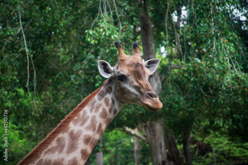 Giraffe in the zoo, close up of head and neck