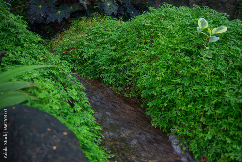 Small stream in the garden with green moss and leaves. Nature background