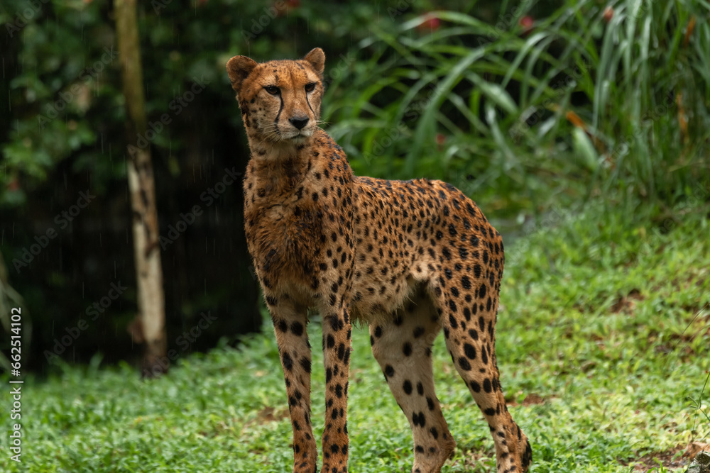 Cheetah portrait with a head on view, copy space for text Cheetah portrait with a head on view, copy space for text