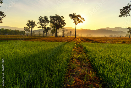 Golden sunshine sky tropical tree fields in sunny morning. Silhouette tree gold dawn mountain in spring season. Sustainable scenic meadow misty fog forest in countryside. Amazing landscape greenery