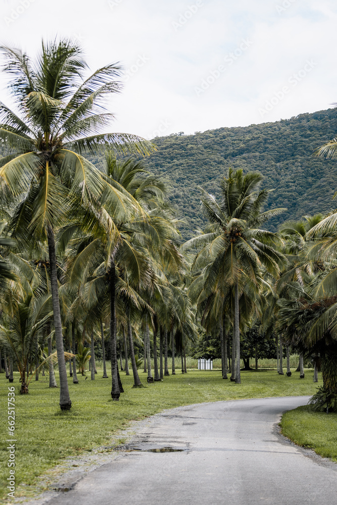 Palm Field near Port Douglas in Queensland, Australia.