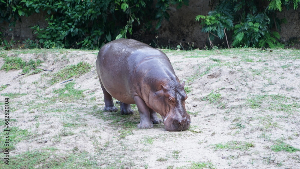 Fototapeta premium hippopotamus in the wild
