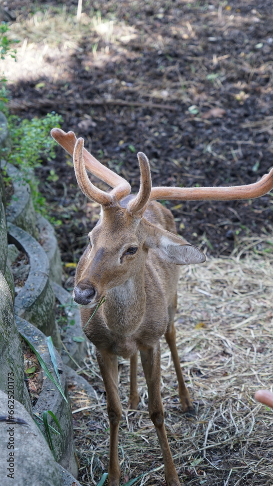 The young deer is in a green bush.