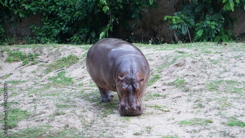 hippopotamus is gnaw on grass in the wild 