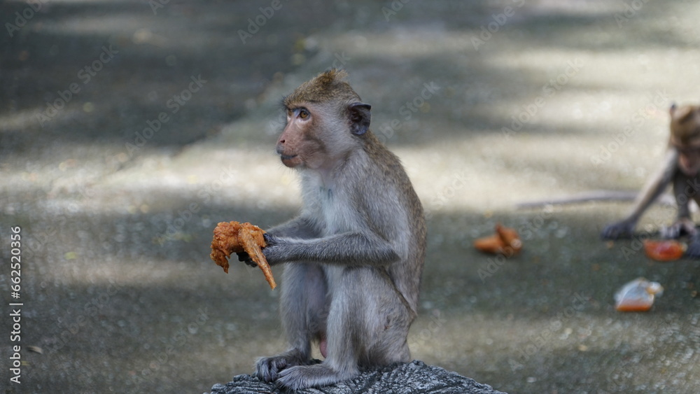 Monkey sitting and eating fried chicken Monkey sitting and eating fried chicken