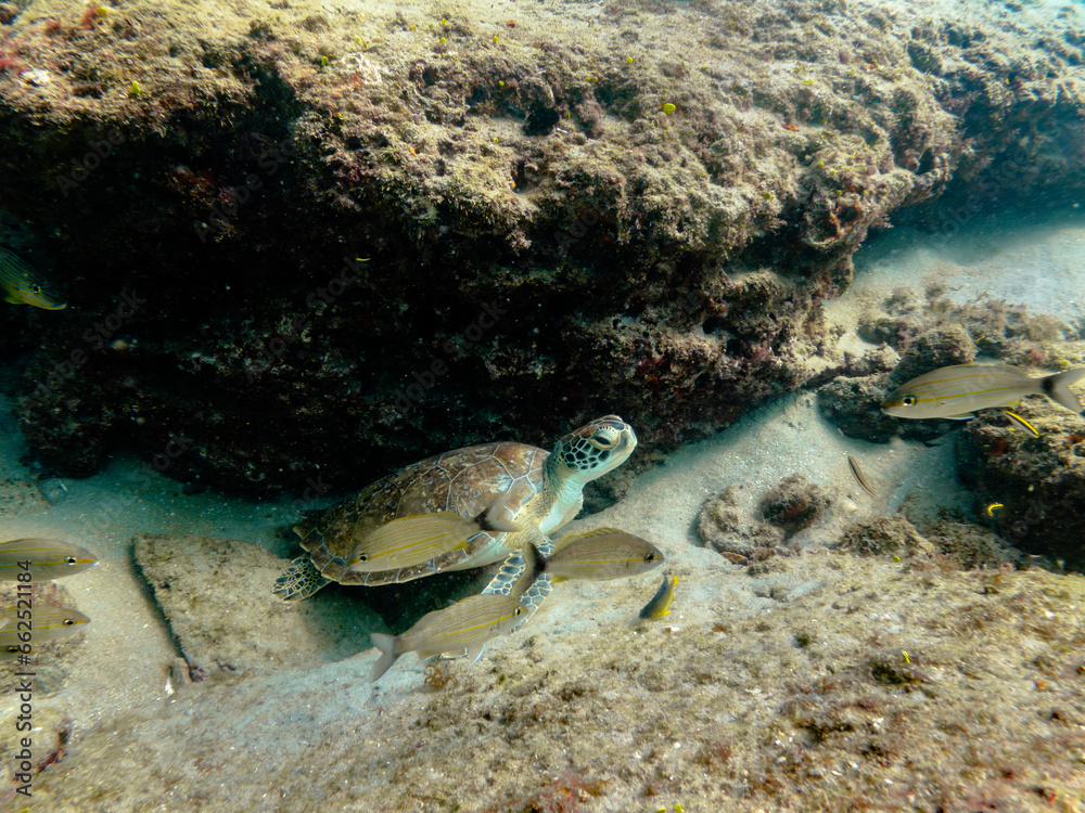hawksbill sea turtle hiding in coral reef hawksbill sea turtle hiding in coral reef