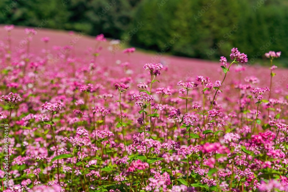 Obraz premium 光を浴びて輝く満開の赤蕎麦の花